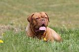 DOGUE DE BORDEAUX 038